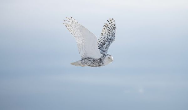 Schnee-Eule im Flug vor hellblauem Himmel