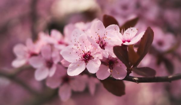 herzweisen bachblüten